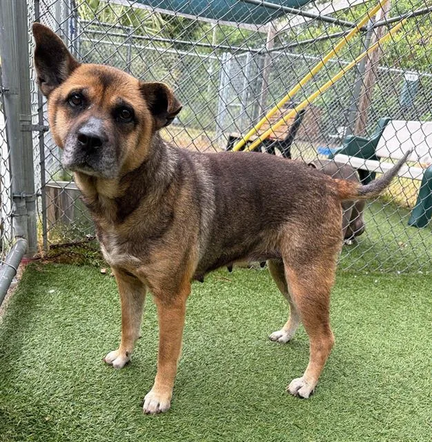 An adult large-sized female Mixed Breed dog named Zella for adoption in Columbia, SC