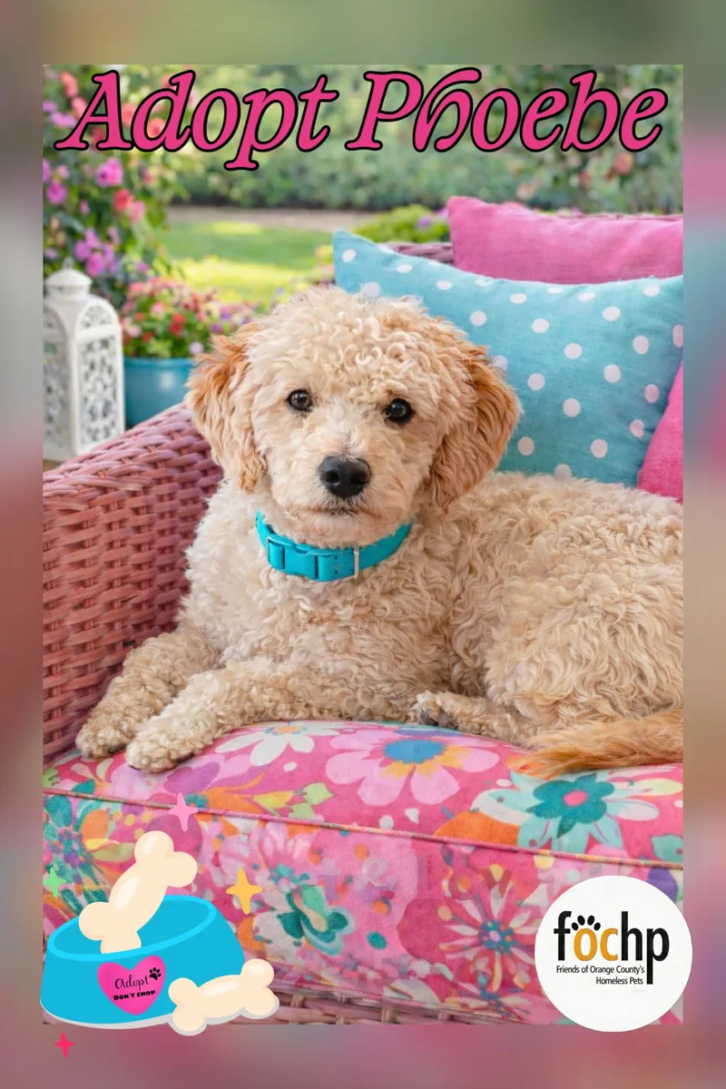 A young medium-sized female Poodle dog named Phoebe for adoption in Orange, CA