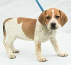 A young medium-sized female Beagle dog named Barka for adoption in Kansas City, MO