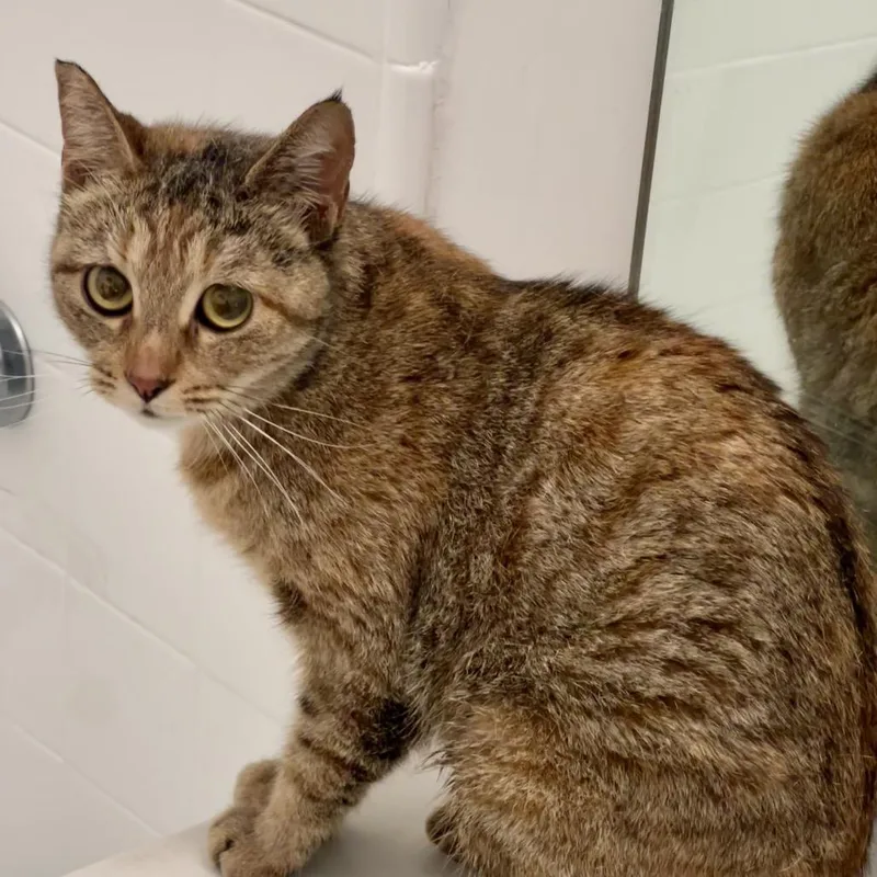 An adult medium-sized female Brown / Chocolate Domestic Short Hair cat named Gertie for adoption in Los Angeles, CA