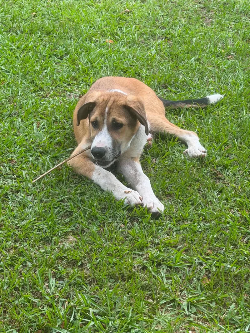 Buddy