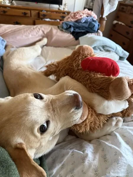 A young medium-sized male Labrador Retriever dog named Hulk for adoption in San Diego, CA