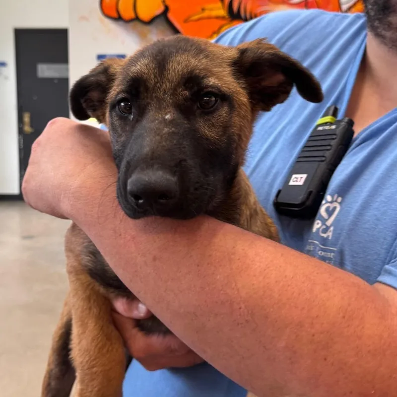 A baby medium-sized female Brown / Chocolate German Shepherd Dog dog named Hawkeye for adoption in York, PA