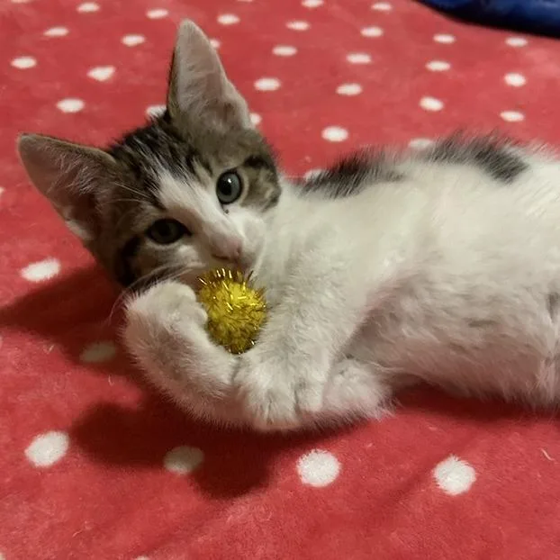 A baby small-sized female Brown / Chocolate Domestic Short Hair cat named Marcia C for adoption in Minnetonka, MN