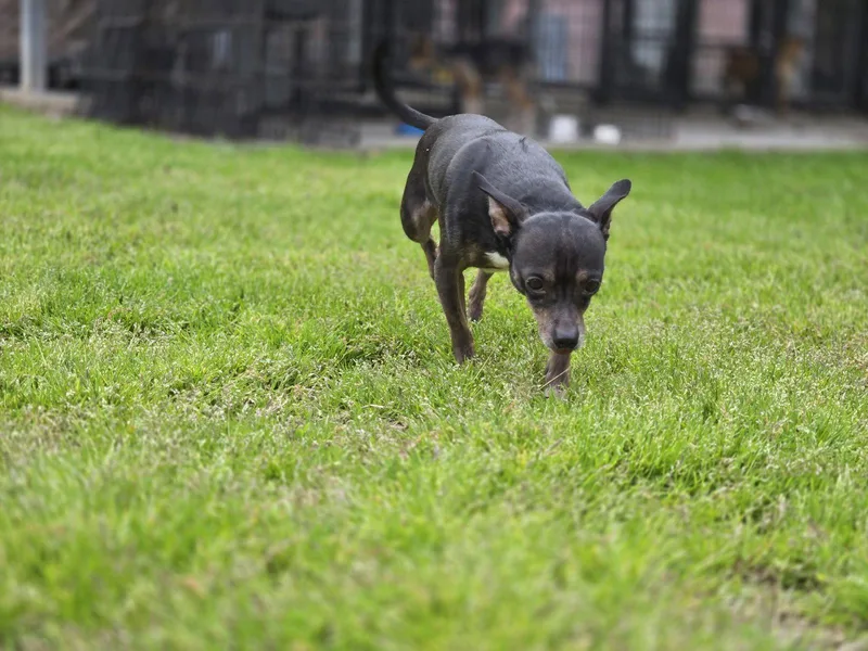 A young medium-sized male Chihuahua dog named Moochie for adoption in Albemarle, NC
