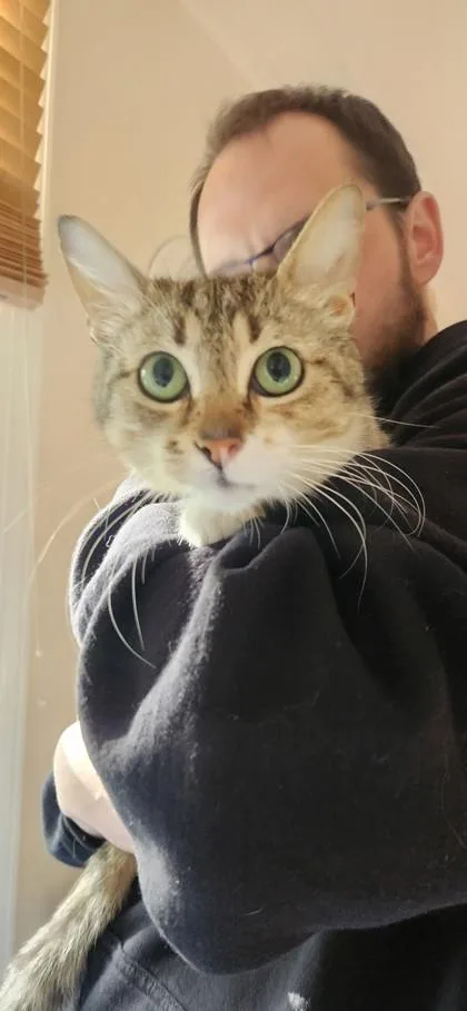 An adult small-sized female Domestic Short Hair cat named Abigail for adoption in Fairfax, VA
