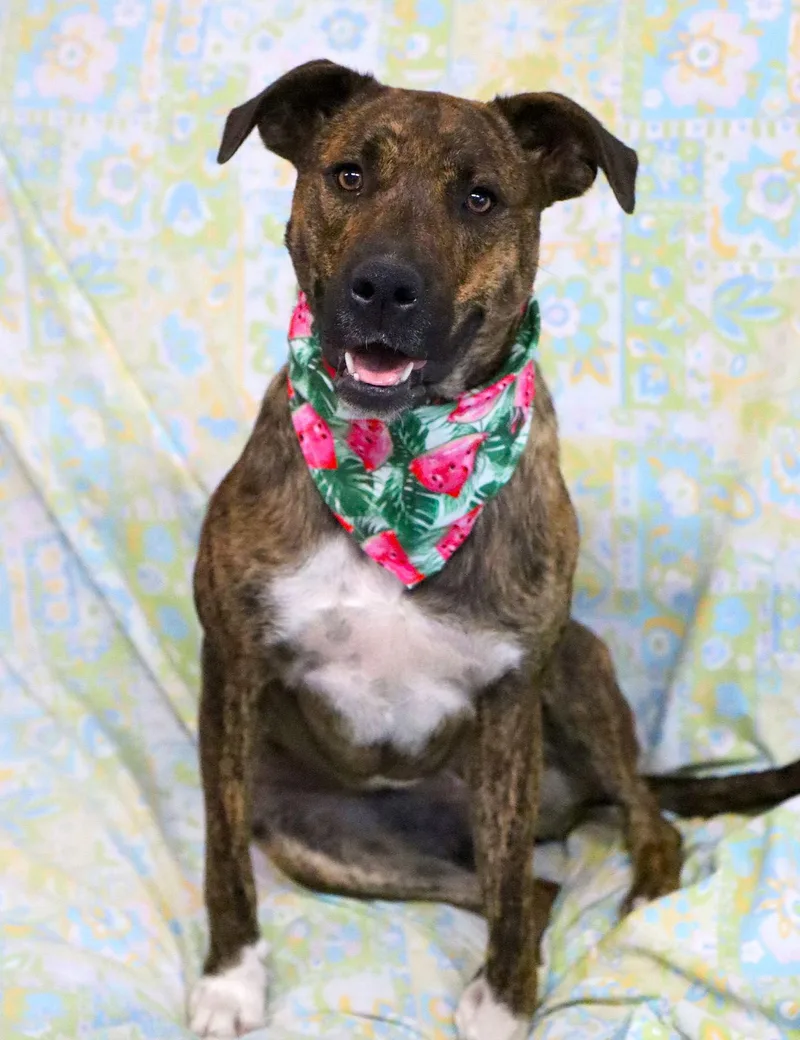 Brookie Cl thumbnail 2