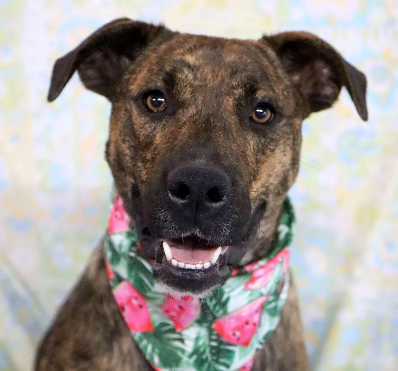 Brookie Cl thumbnail 3