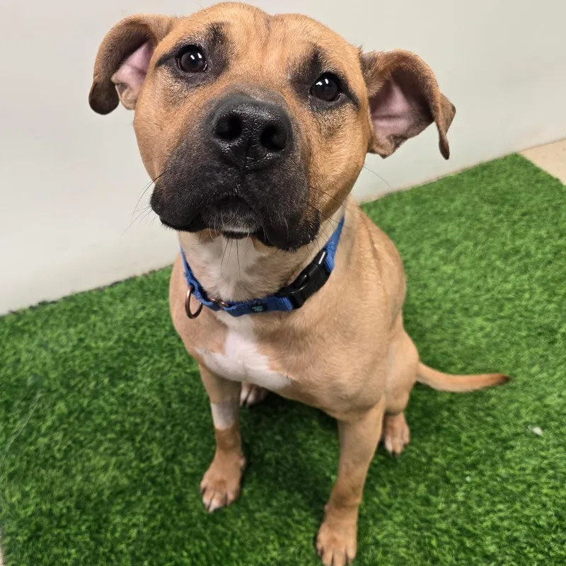 A young large-sized male Yellow / Tan / Blond / Fawn Pit Bull Terrier dog named Gary Bruce for adoption in Columbia, MO