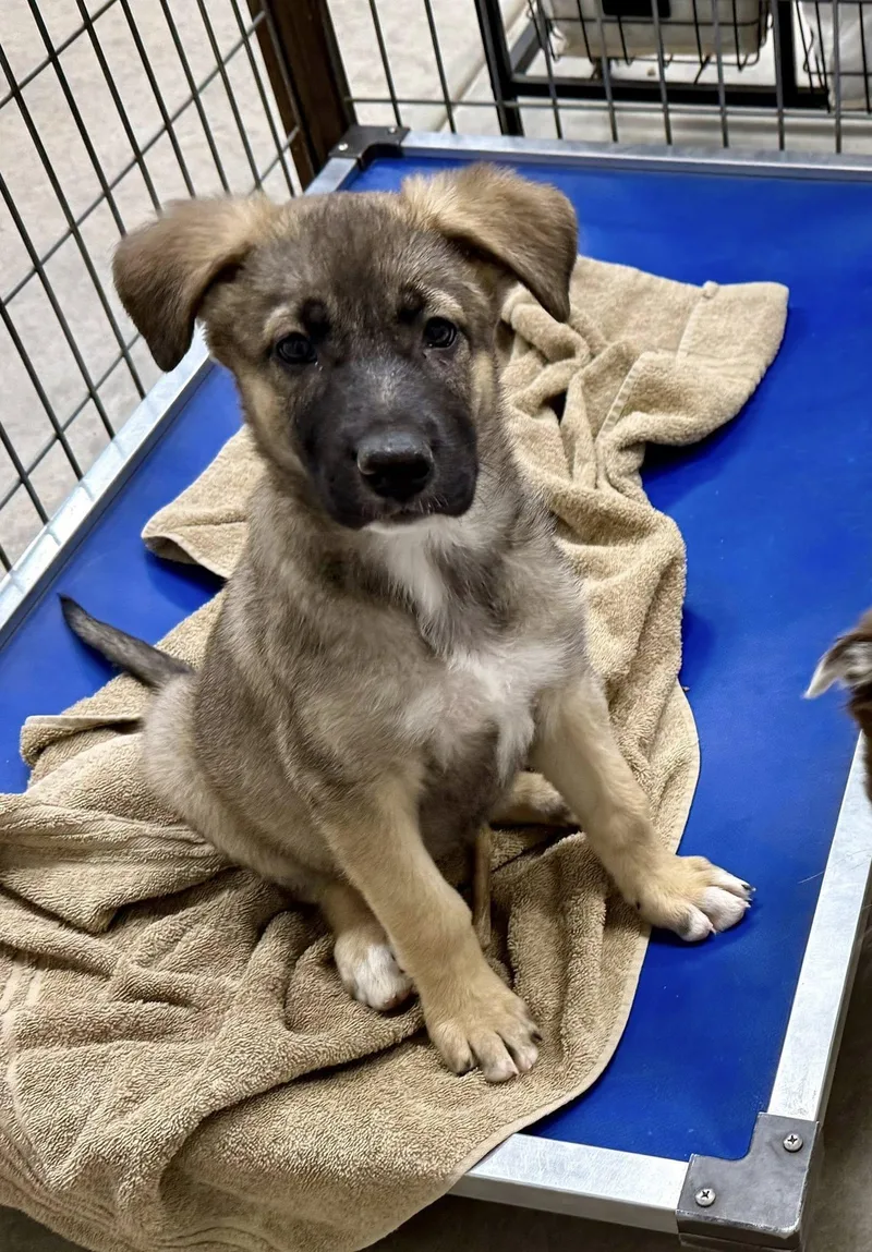 A baby medium-sized female Shepherd dog named Letty for adoption in Phoenix, AZ