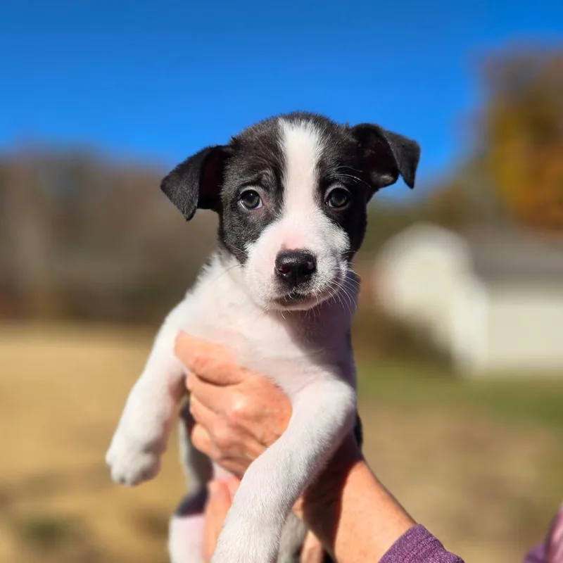 A baby medium-sized male Black Australian Cattle Dog / Blue Heeler named CT Hammerhead Bat avil for adoption in Eastford, CT