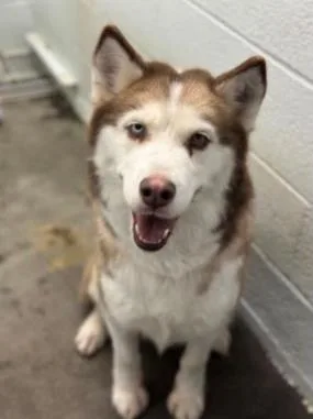An adult large-sized female Siberian Husky dog named Strelka for adoption in Seattle, WA