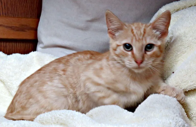 A baby medium-sized male Tabby (Orange / Red) Domestic Short Hair cat named Willy for adoption in Lexington, VA