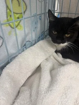 An adult small-sized female Domestic Short Hair cat named Maggie for adoption in Gainesville, FL