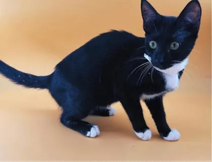 A baby small-sized female Domestic Short Hair cat named Deerfly for adoption in Dahlonega, GA