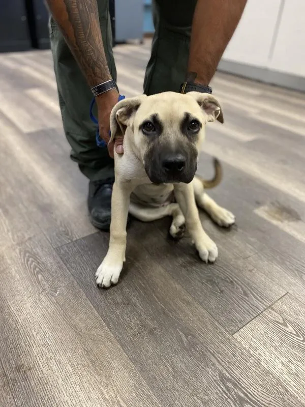 A baby large-sized female Mastiff dog named Bashful for adoption in Victorville, CA