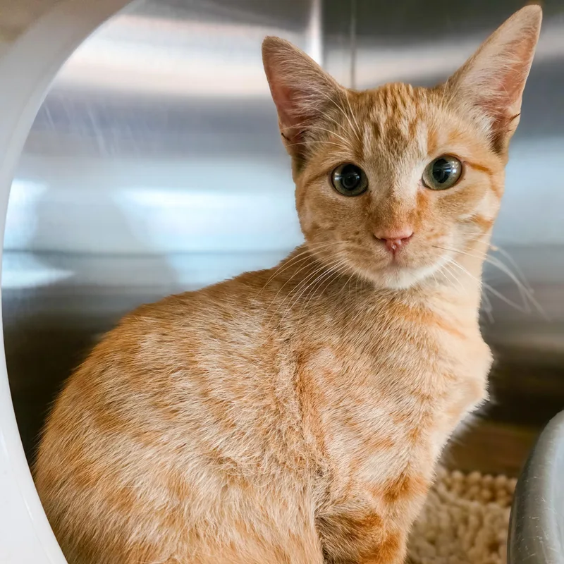 A young small-sized female Domestic Short Hair cat named Bebe for adoption in Gainesville, TX