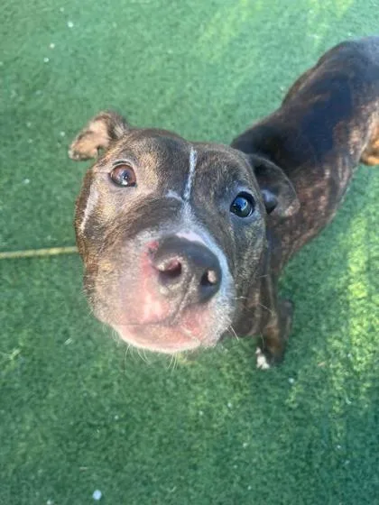 A baby medium-sized female Pit Bull Terrier dog named Robin for adoption in Cleveland, OH