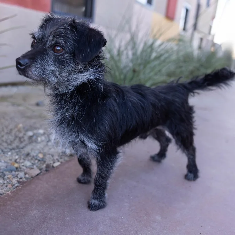 An adult small-sized male Black Mixed Breed dog named Little Jack for adoption in Palm Springs, CA