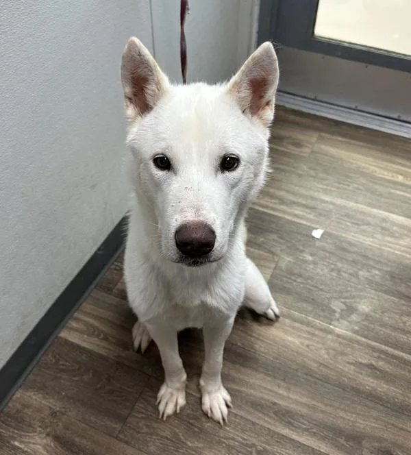 An adult medium-sized male Siberian Husky dog named Ricola for adoption in San Diego, CA