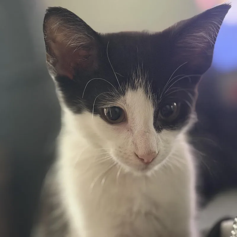 A baby small-sized male Black Domestic Short Hair cat named Tuxedo for adoption in Santa Fe, TX