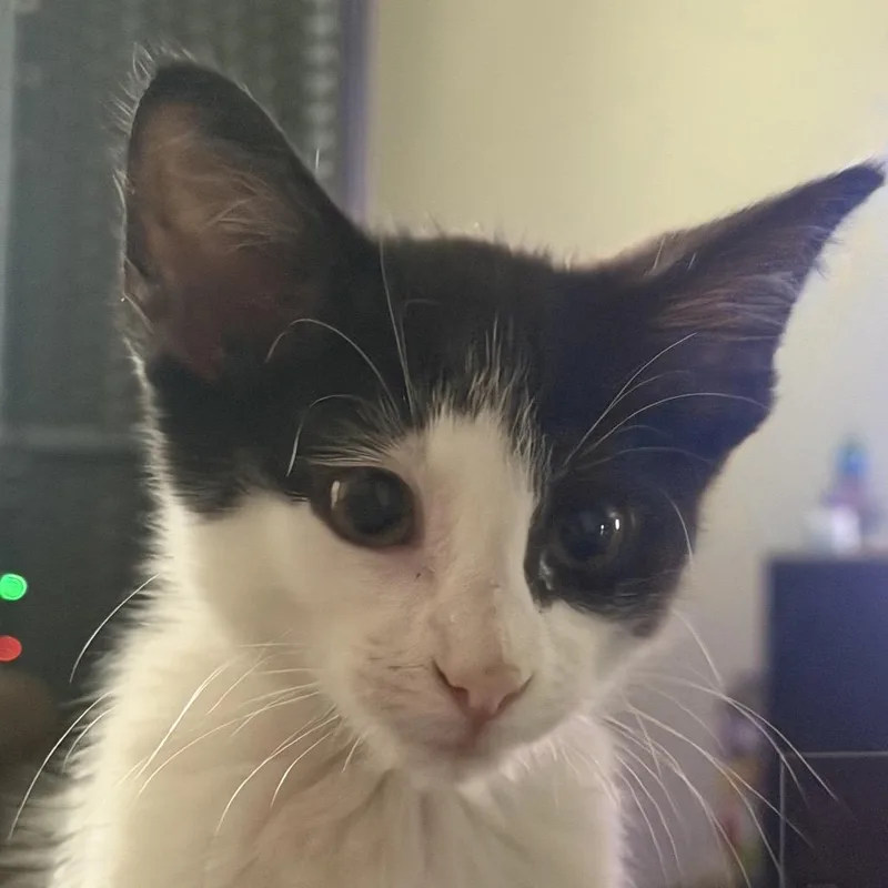 Tuxedo thumbnail 2