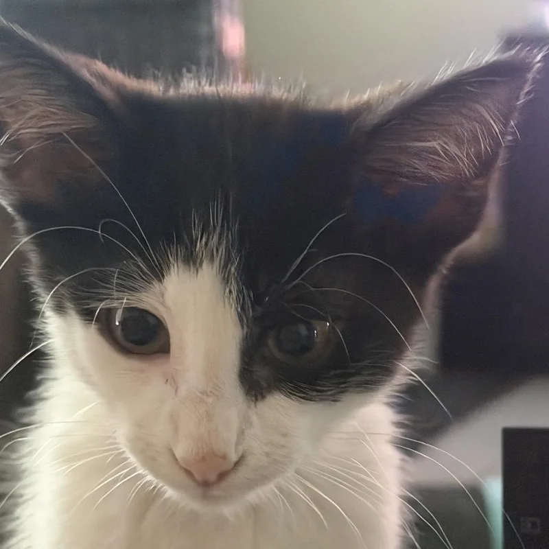 Tuxedo thumbnail 3