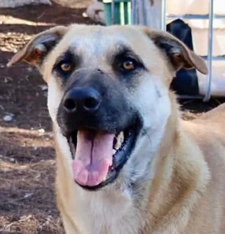 An adult large-sized female Black Mouth Cur dog named HollyBerry for adoption in Boerne, TX