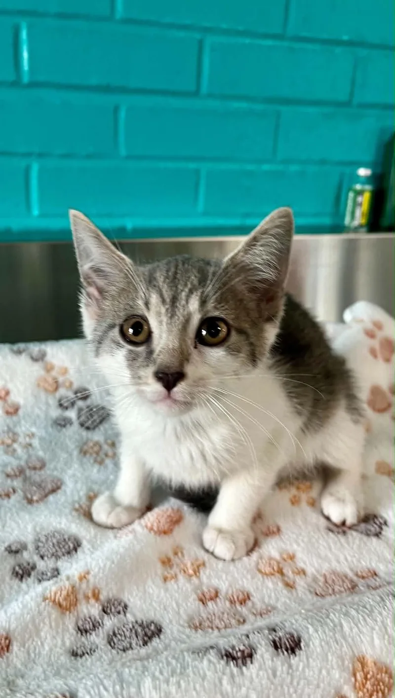 A baby medium-sized female Domestic Short Hair cat named Kizzy for adoption in Moundsville, WV