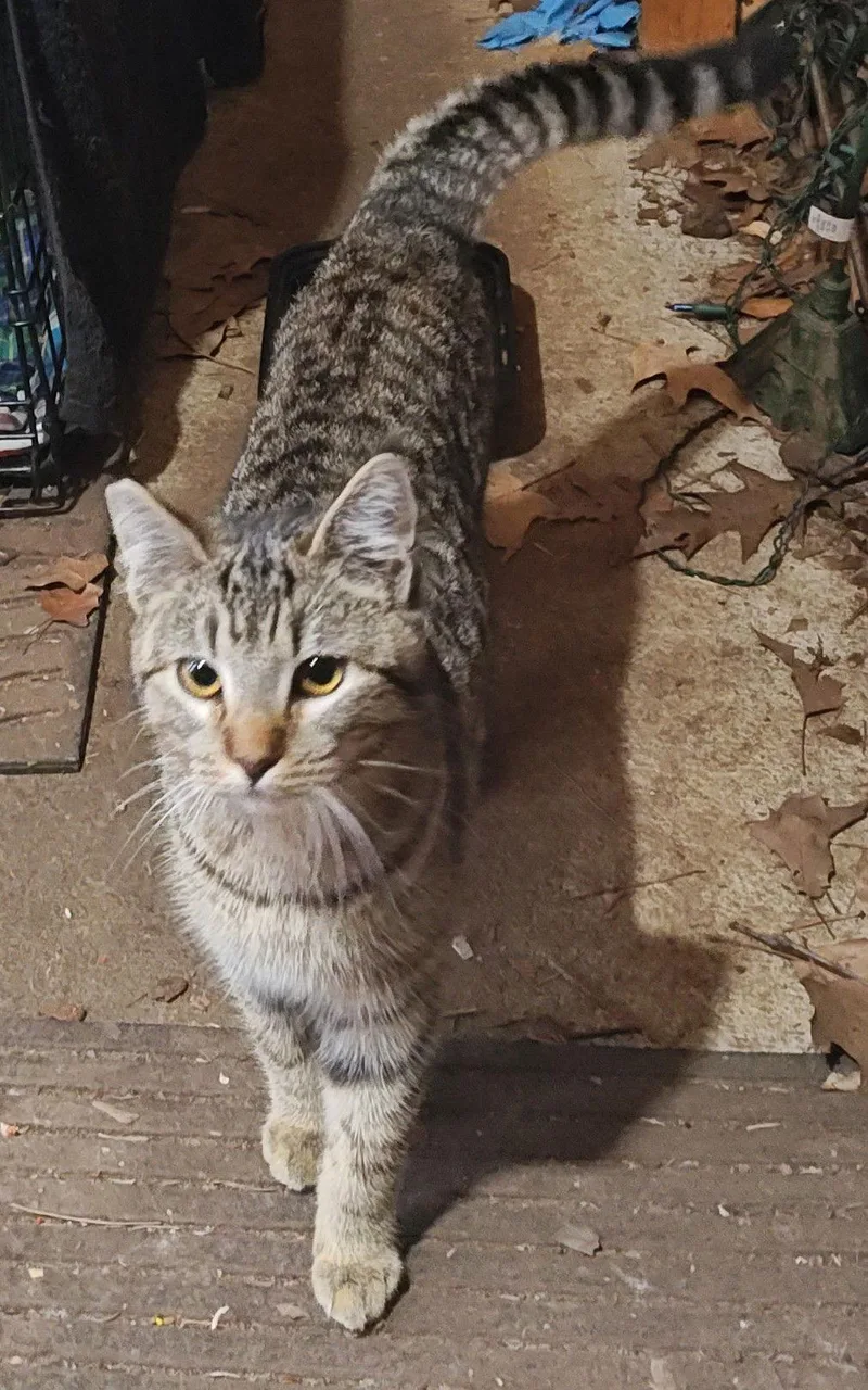 A young medium-sized male Tabby cat named Farm Workers for adoption in Hillsboro, OR