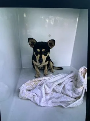 An adult small-sized male Chihuahua dog named Radiohead for adoption in Atlanta, GA
