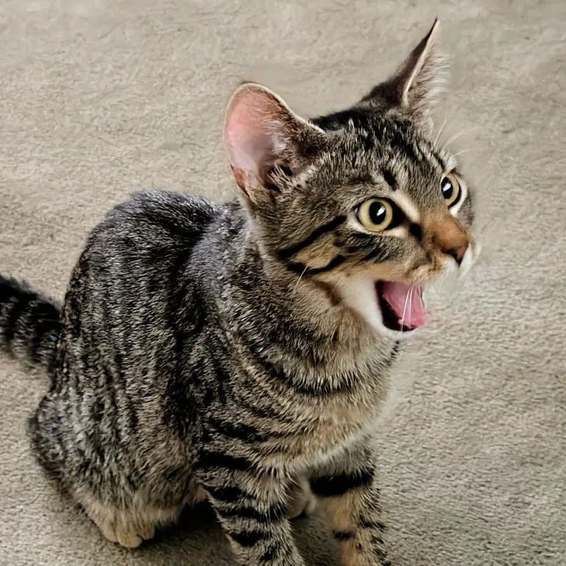 A baby small-sized male Brown / Chocolate Domestic Short Hair cat named Ravi for adoption in Pittsburgh, PA