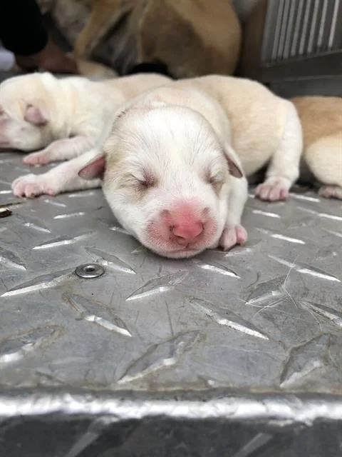 A baby large-sized female Mixed Breed dog named Laura for adoption in Dallas, TX