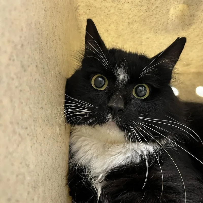 An adult medium-sized male Black Domestic Medium Hair cat named SVASStray for adoption in Lyndhurst, VA