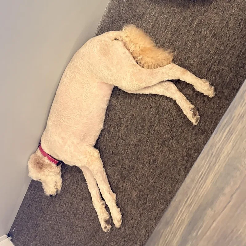An adult medium-sized female White / Cream Standard Poodle dog named Debra for adoption in Kansas City, MO