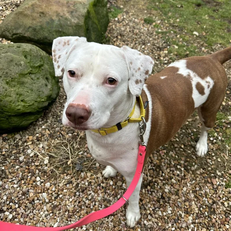 Brighton thumbnail 3