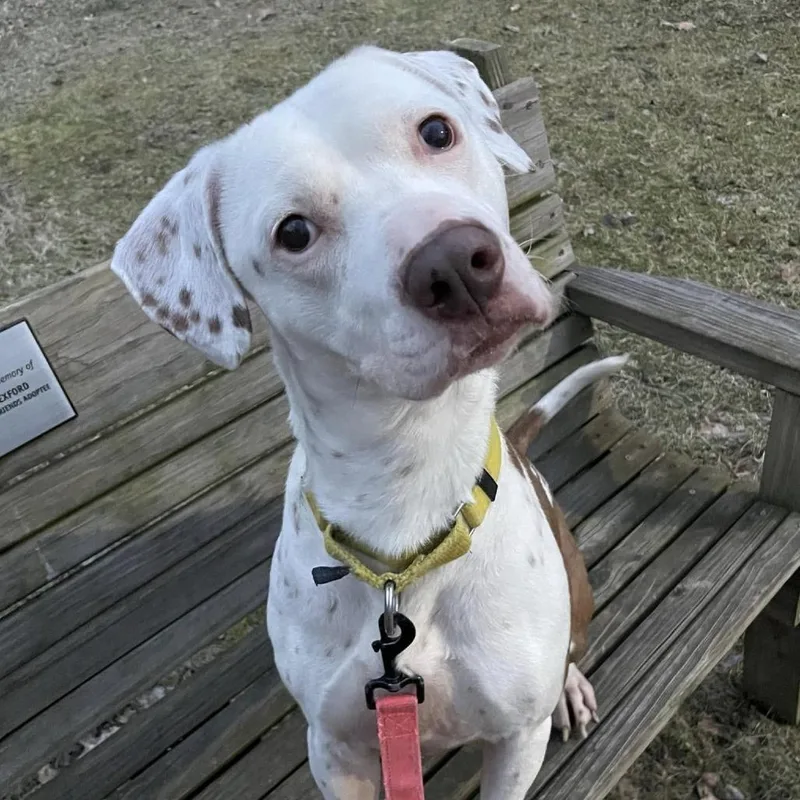 Brighton thumbnail 4