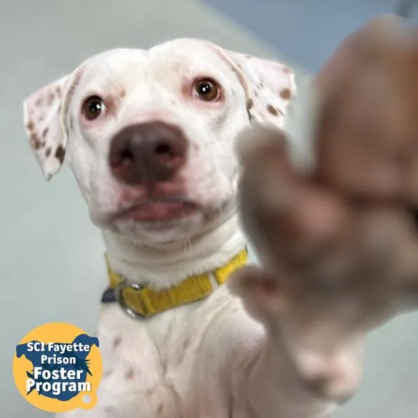 Brighton thumbnail 5