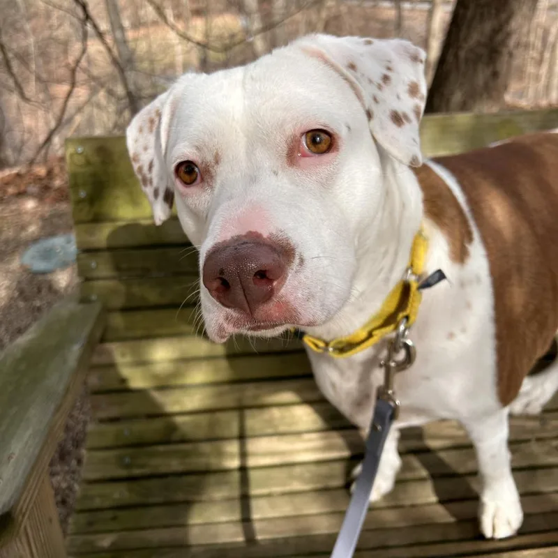 Brighton thumbnail 6