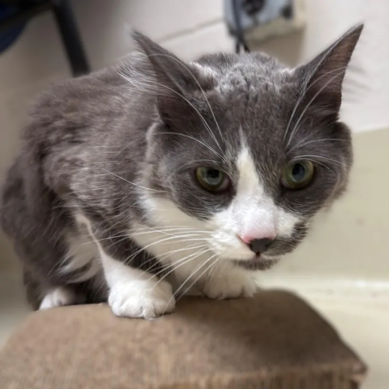 An adult medium-sized male Gray / Blue / Silver Domestic Medium Hair cat named Casey for adoption in Columbia, MD