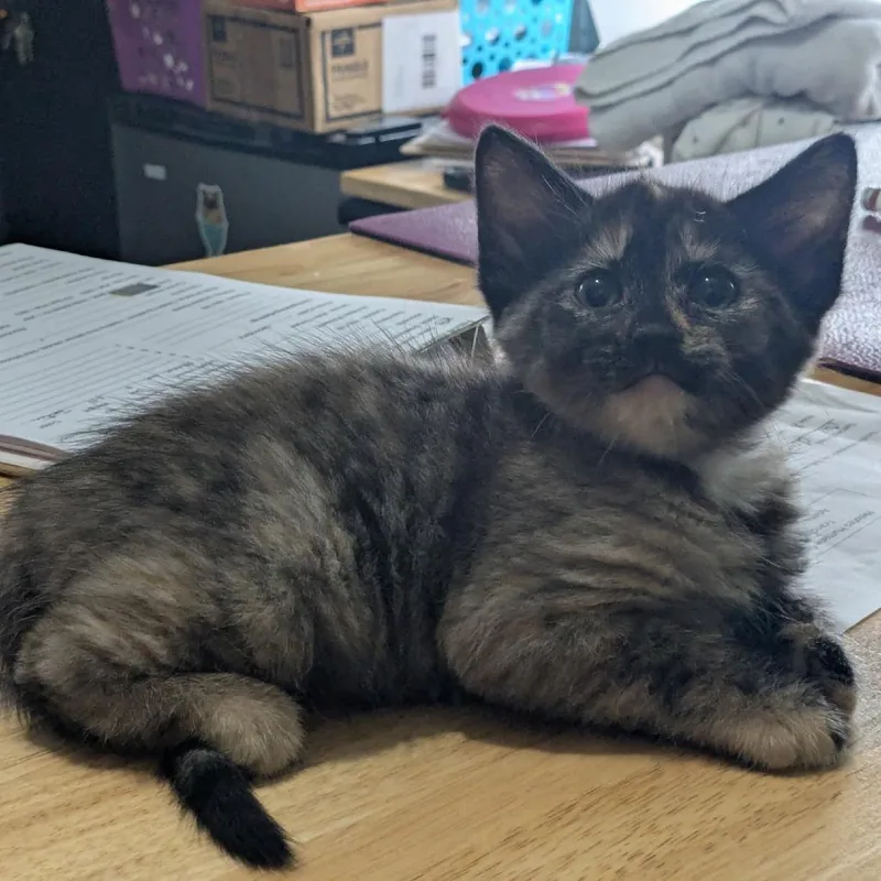 A baby small-sized female Tortoiseshell Domestic Short Hair cat named Minnie Me for adoption in San Antonio, TX