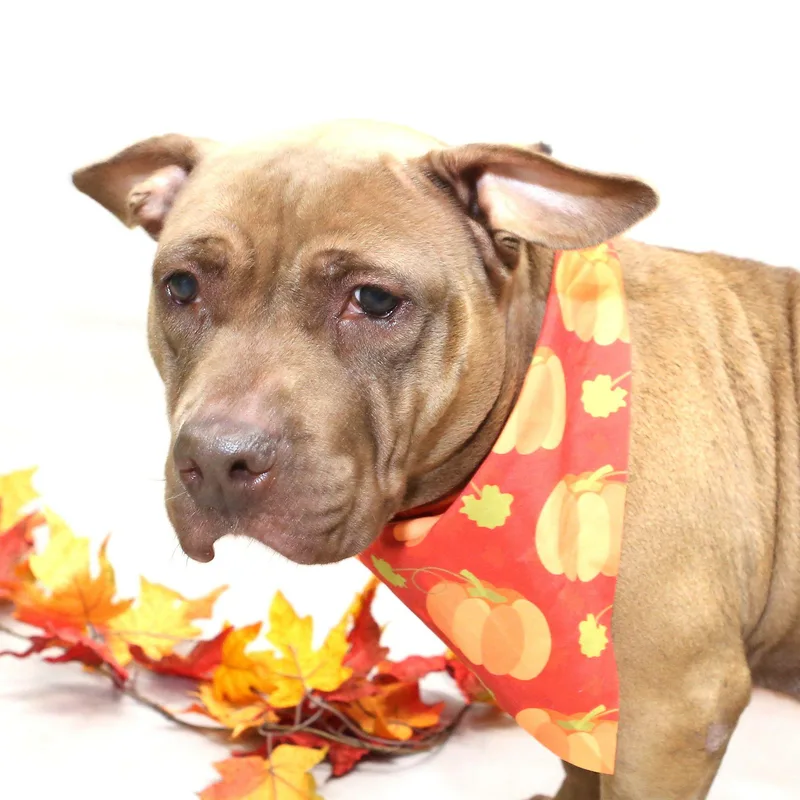 An adult medium-sized female Red / Chestnut / Orange Terrier dog named Coco for adoption in Sanford, FL
