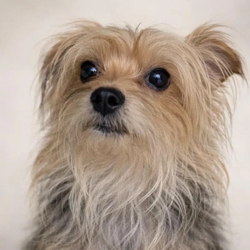 An adult small-sized male Yellow / Tan / Blond / Fawn Yorkshire Terrier dog named Milo for adoption in Kyle, TX