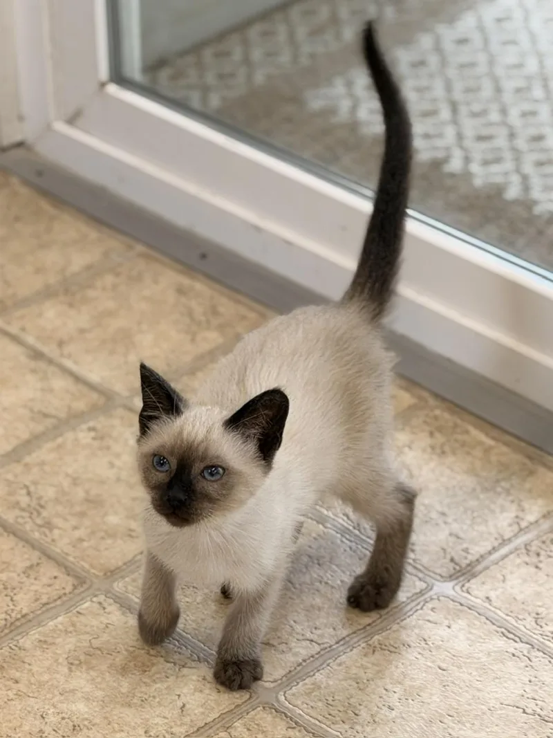 A baby medium-sized female Siamese cat named Miney for adoption in Gardnerville, NV