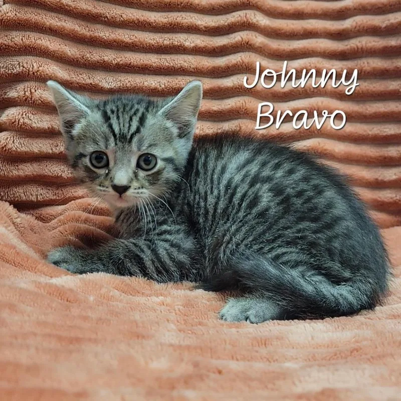 Johnny Bravo thumbnail 2