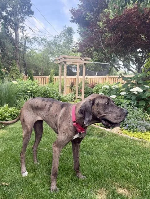 An adult extra large-sized female Great Dane dog named Charlie for adoption in Wheaton, IL