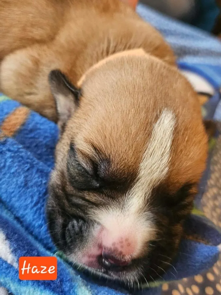 A baby large-sized female Tricolor (Brown, Black, & White) Boxer dog named Haze for adoption in Poplar Grove, IL