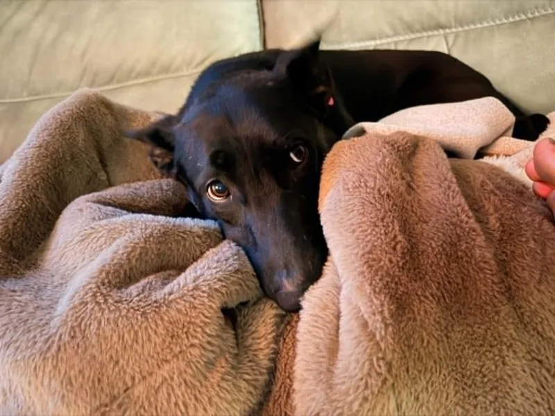 A young medium-sized female Shepherd dog named Elizabeth for adoption in Coldwater, MI