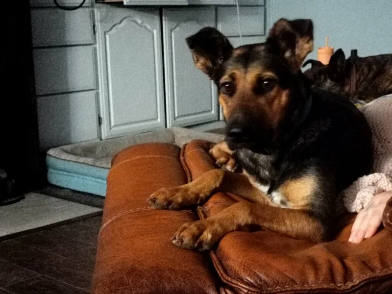 Dutchess thumbnail 5