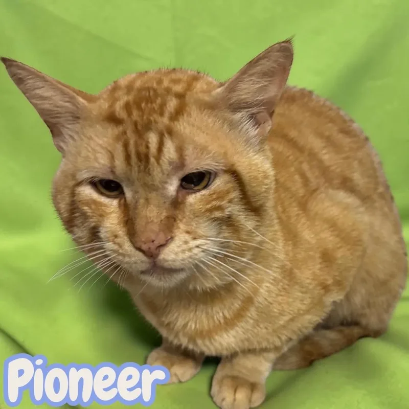 A senior medium-sized male Domestic Short Hair cat named Pioneer for adoption in Sorrento, LA